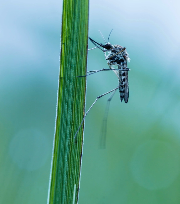 pest-control-and-extermination-services