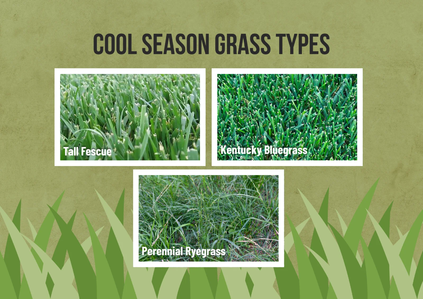 How to Maintain a Healthy Lawn in Raleigh’s Climate